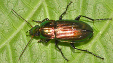 Glatthalsiger Buntgrabläufer_2.jpg